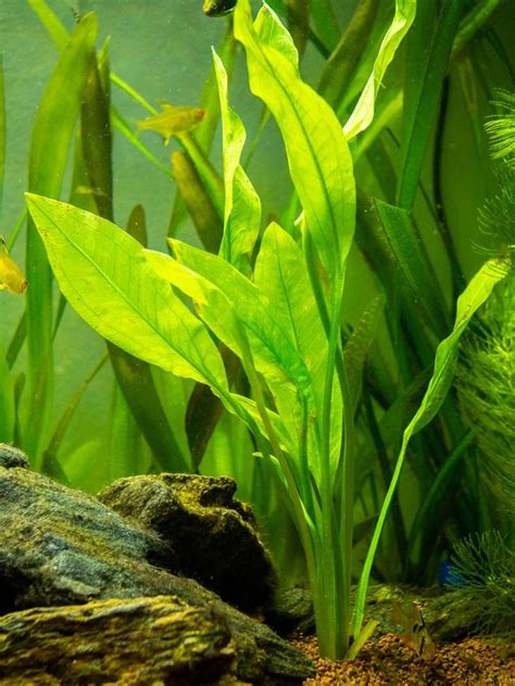 amazon sword plant care|dwarf amazon sword plant.